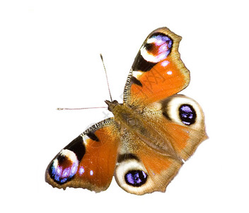 皇帝飞蛾蝴蝶在白色图片