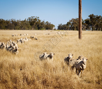 牧羊在澳大利亚农村大图片