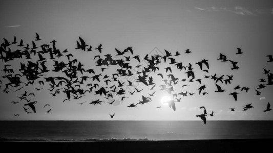 日落时大西洋上空鸟群的剪影海鸥图片