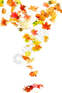 秋天的落叶在白色上飘落和旋转图片