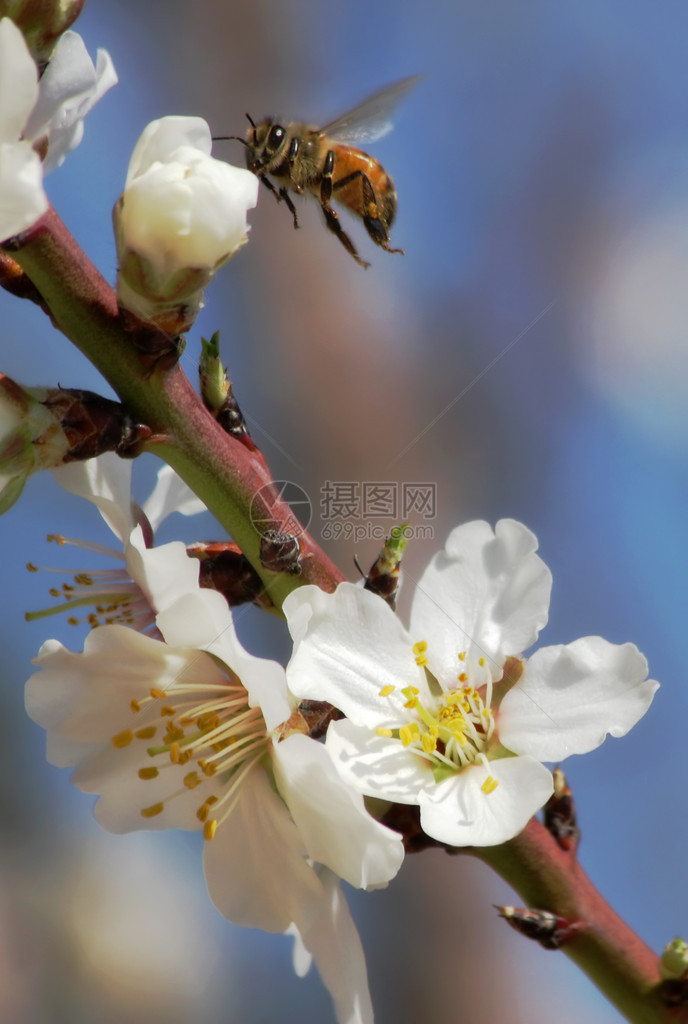 在以色列春天从白杏树花中收集花粉的垂直图像校图片