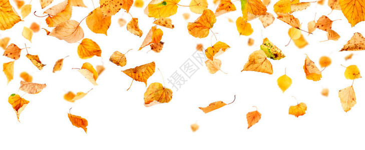 秋叶落和旋转孤立图片