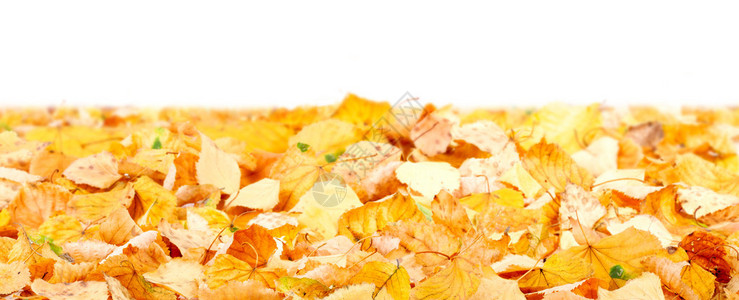 地面的秋叶图片