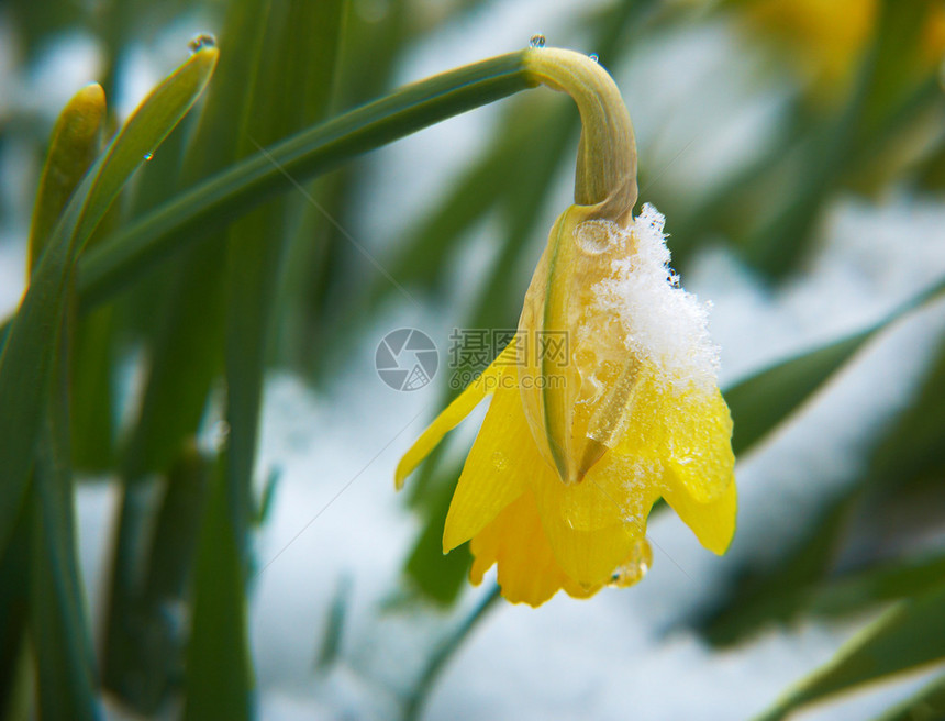 雪地上的黄色大斋百合图片