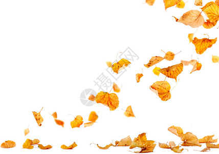 秋天的落叶落到地上图片