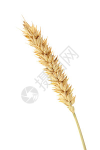 小麦上白色孤立图片