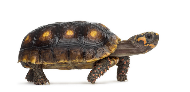 红脚乌龟1图片