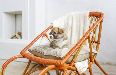 可爱的小狗坐在木制摇椅上图片