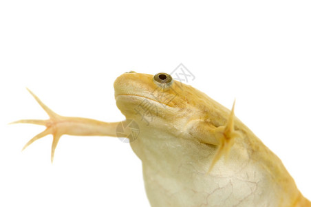 白马王子素材青蛙白色背景面前的背景