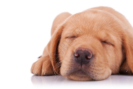 剪出一个可爱的拉布多采集器小狗的近照睡图片