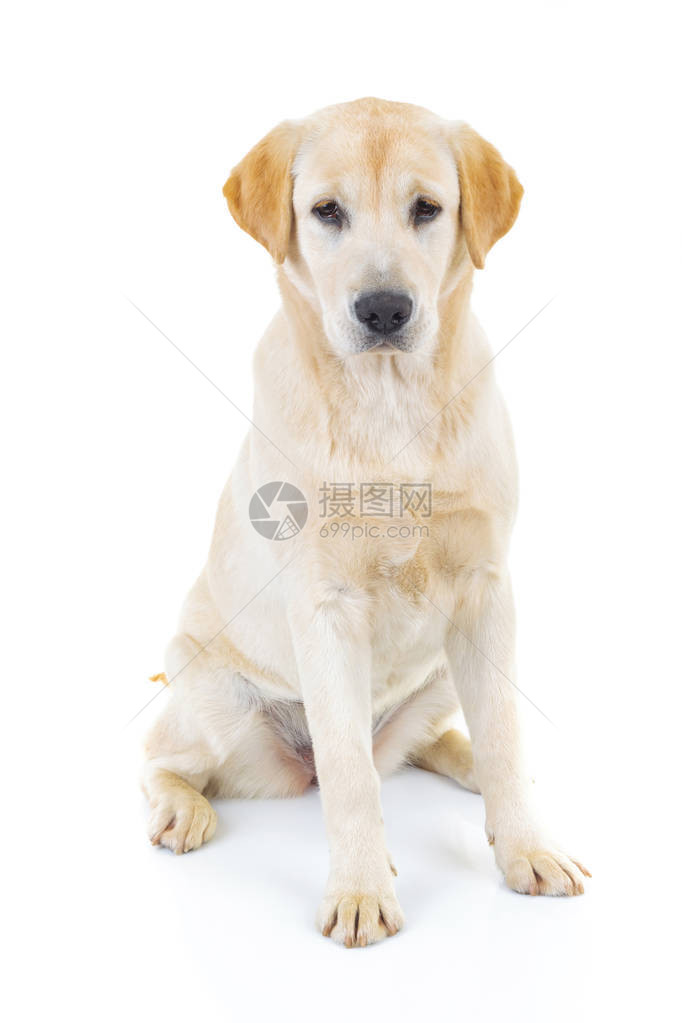 可爱的拉布多检索犬坐在白图片
