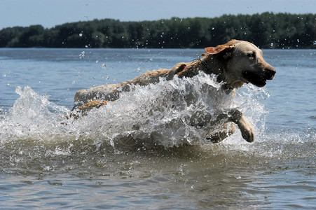 实验犬跳入水中图片