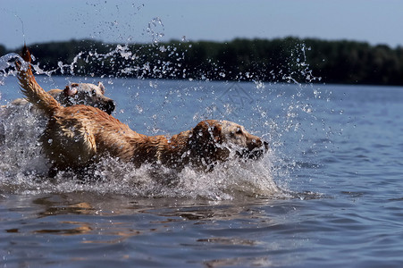 快乐的拉布多犬玩耍和跳入水中图片