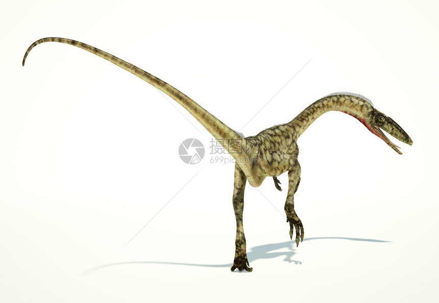 Coelophys恐龙光现实和科学上正确的表达方式在白色背景动态视图中包括投影阴图片