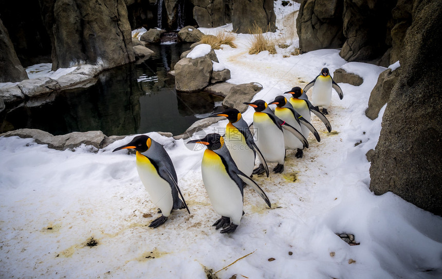 国王企鹅在动物园的户外展览中行走图片