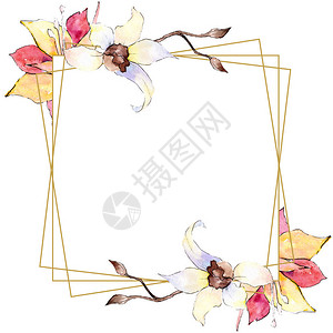 黄色和白色的兰花水彩背景插图金色方形多边形框架与鲜花几何多图片