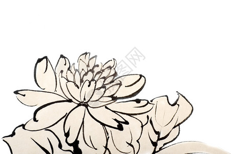 花菊花在白色背景的画图片