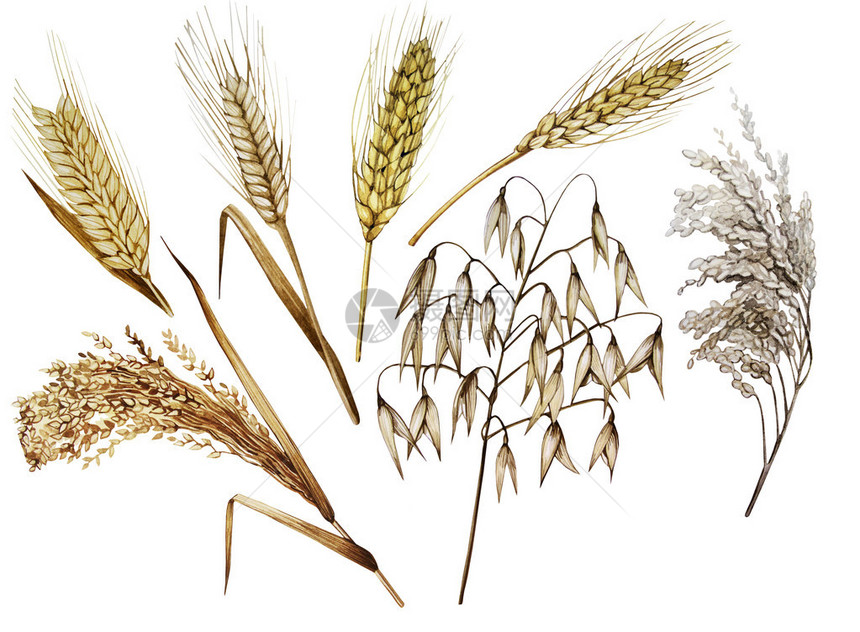 水彩谷物的集合白色背景中突显的小麦小米大麦黑麦图片