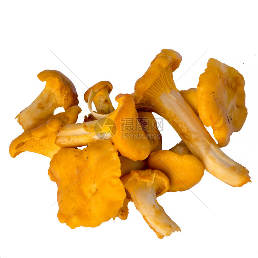 香黛儿蘑菇在白色背景上被隔离在坎塔雷拉谢图片
