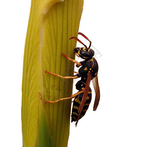 一个条纹黄蜂昆虫黄色宏观图片