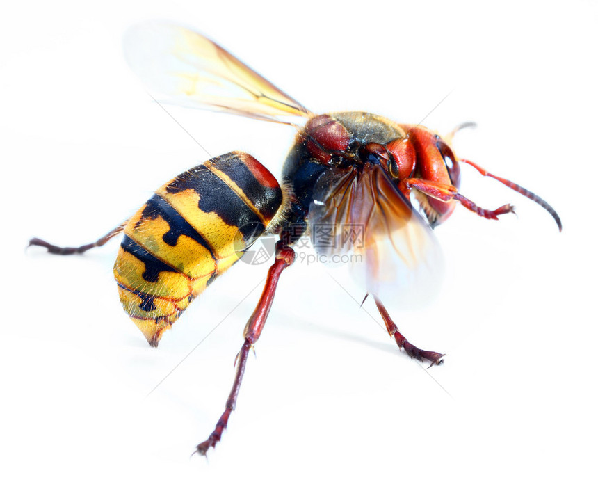 白色背景的欧洲大黄蜂Vespacracro实况特辑用浅色的dof拍图片