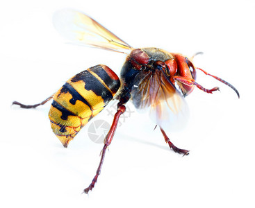 白色背景的欧洲大黄蜂Vespacracro实况特辑用浅色的dof拍背景图片