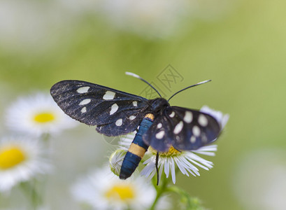 白色雏菊宏上的黑色斑点蝴蝶图片
