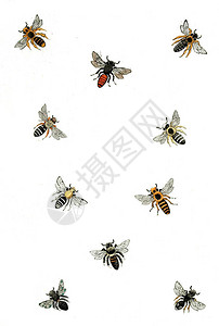 插图黄蜂蜜蜂和大黄蜂图片