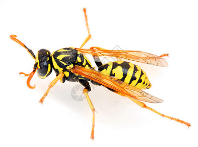 白色背景上的黄外套黄蜂用浅色的d背景图片