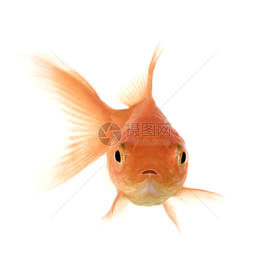 金鱼在白色背景面前图片