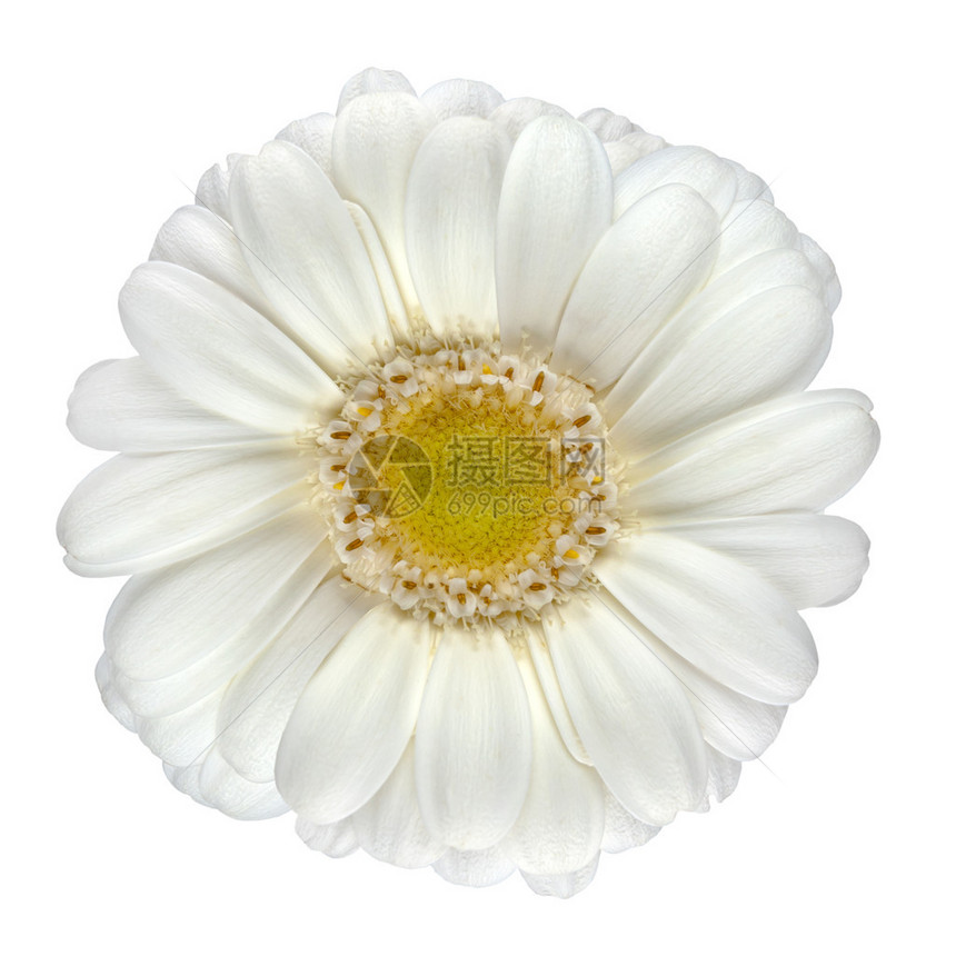 完美的白色Gerbera花朵与黄色中心宏观关闭在白色图片
