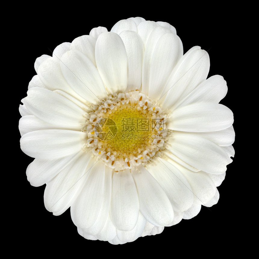 完美的白色Gerbera花朵与黄色中心在黑色背景上孤图片