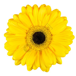 美丽的黄色Gerbera花朵与黑色中心白色背景图片