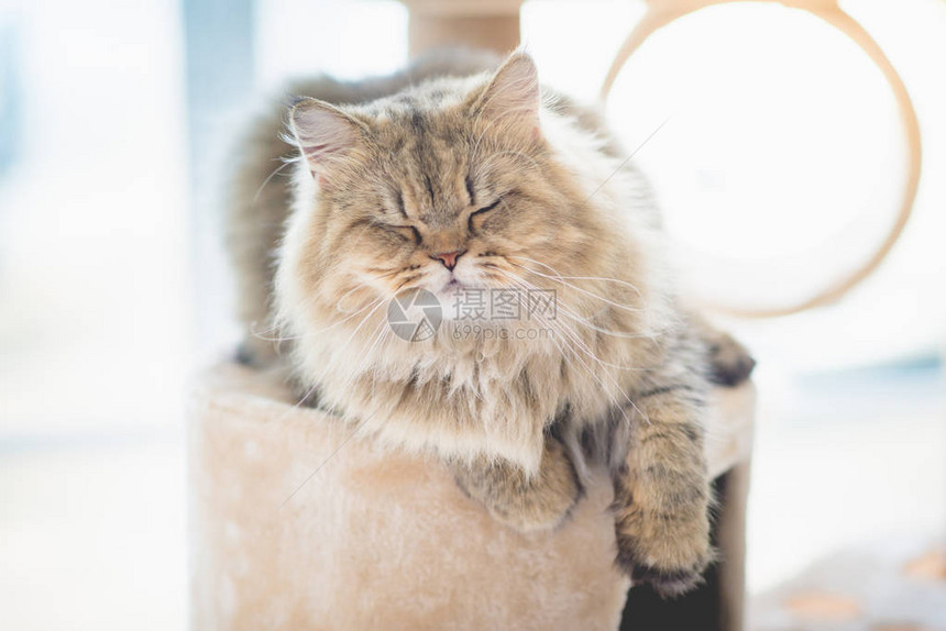 可爱的波斯猫睡在猫塔上图片