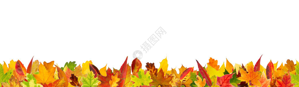 秋天不同种类叶子的无缝模式白图片