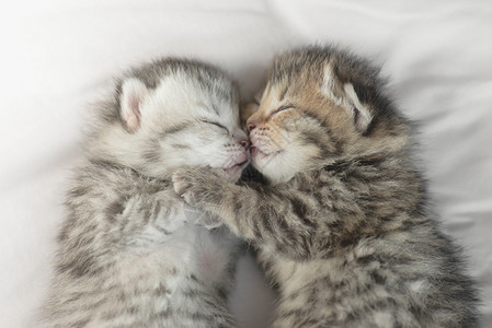 可爱的虎斑小猫在白色床上睡觉和拥抱图片