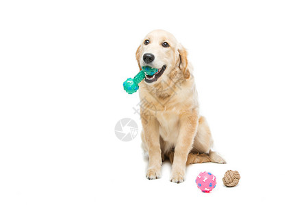 年轻的Bautiul猎犬狗玩橡皮玩具图片