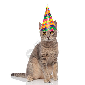 可爱的生日灰猫图片