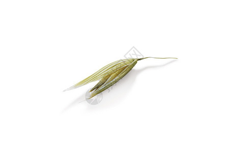 燕麦，孤立在白色背景上的燕麦植物图片