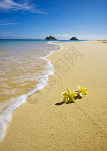 位于夏威夷瓦胡拉尼凯海滩热带太平洋的白色沙滩图片