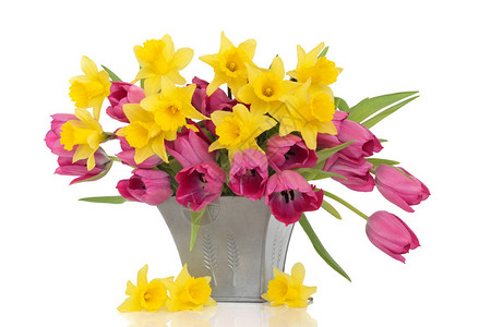 郁金香和黄水仙花在一个锡花瓶里图片