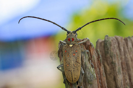 弓形虫科生物学甲虫高清图片