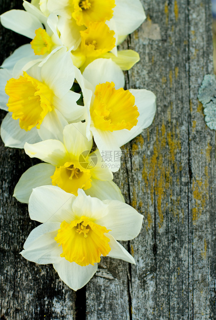 春黄水仙在自然气象木质背景图片