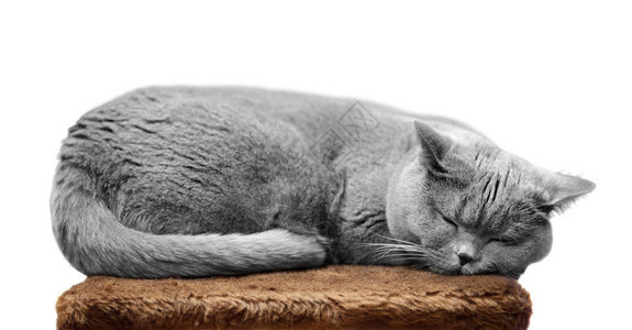 英国短毛猫睡在被白色隔开的抓柱上图片