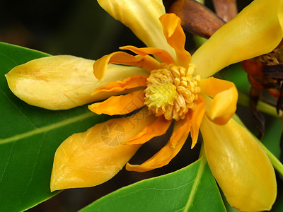 黄茶树正在开花Micheliaalb图片