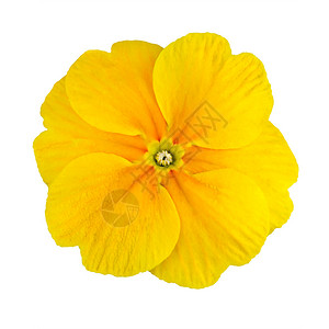 白色背景上孤立的单黄色纯花朵Primula背景图片