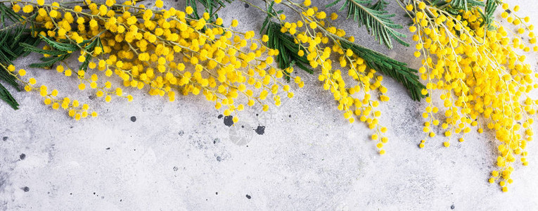 mimosa花架acacia灰石背景长横幅图片