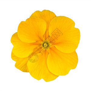 白色背景上孤立的单黄色纯花朵Primula背景图片