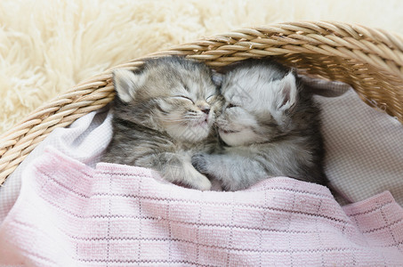 可爱的虎斑小猫在篮子里睡觉和拥抱图片