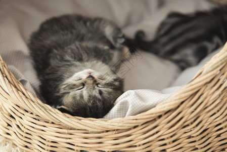 可爱的虎斑小猫睡在篮子里图片